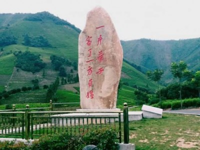 黄杜村国家级生态白茶基地：打赢脱贫攻坚战