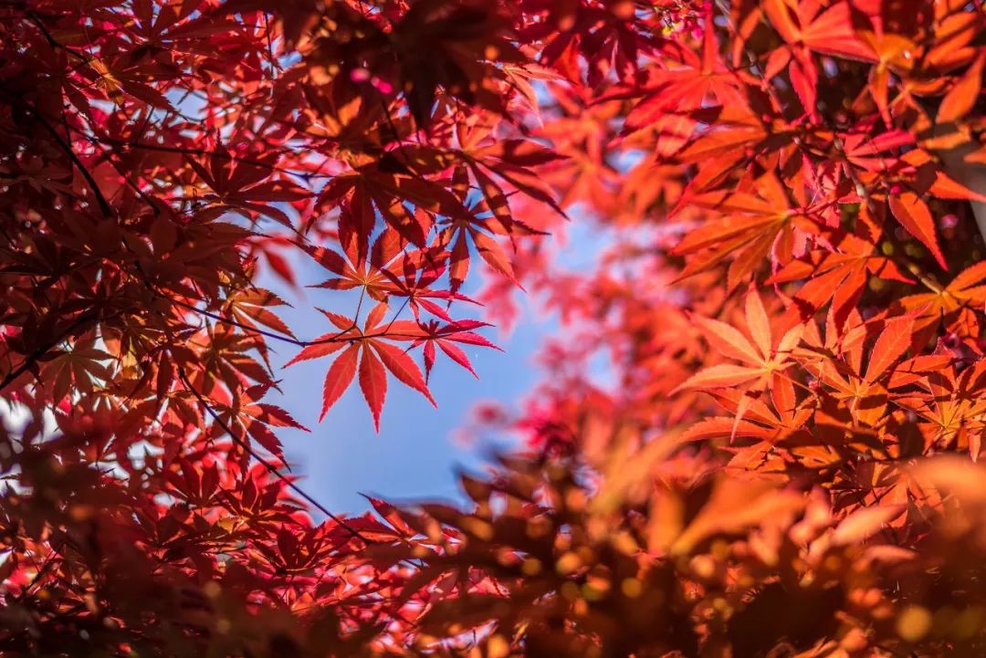 安吉中南百草园门票_安吉中南百草园春节开放吗_安吉中南百草园一日游攻略