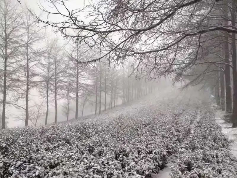 天气预报安吉15天查询百度_天气预报安吉15天查询_天气预报 安吉