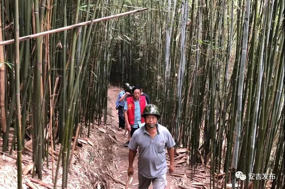 天气预报安吉15天查询百度_天气预报安吉湖州_天气预报 安吉