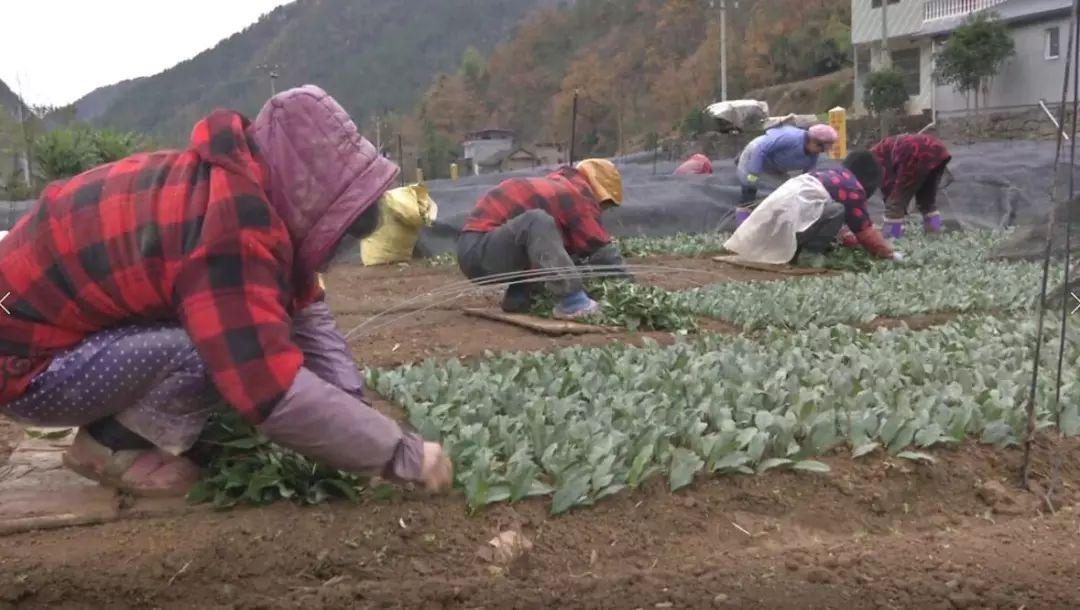 白茶安吉白茶_安吉白茶 茶苗_浙江安吉白茶苗