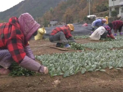 安吉白茶驻大支坪镇指导员：育苗要手快，更要留出生长空间