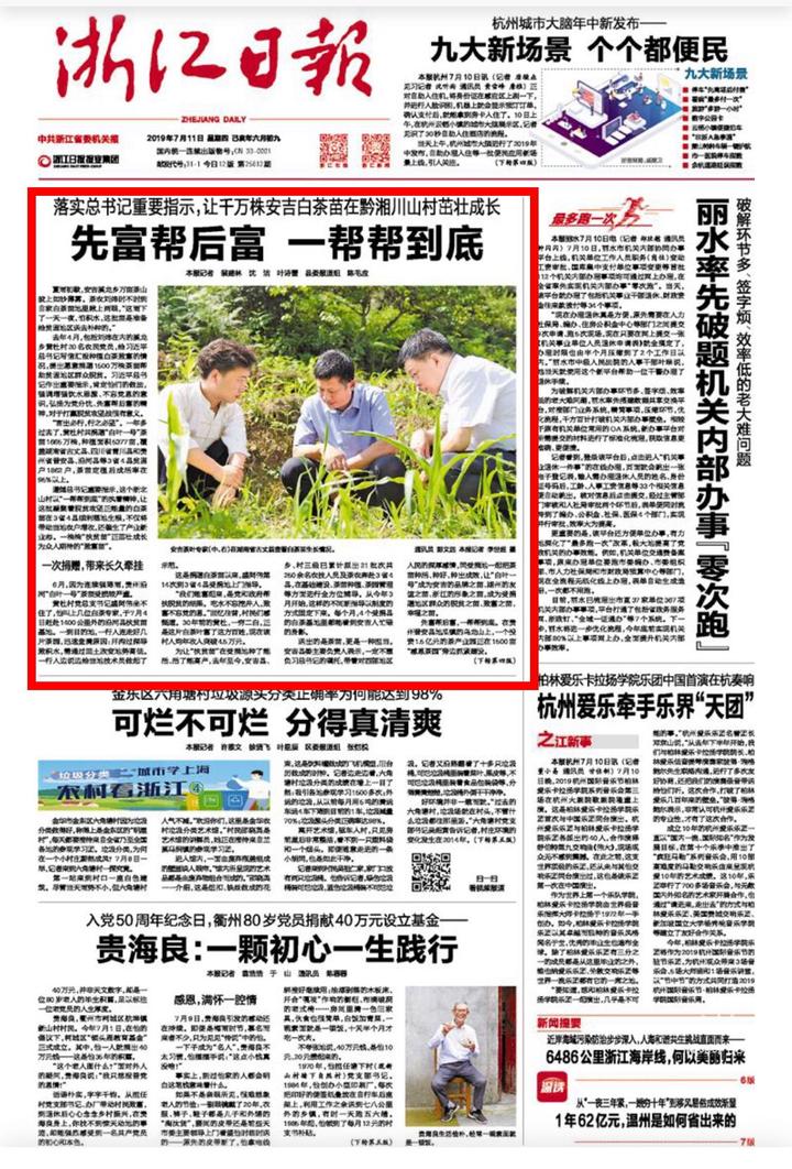安吉白茶茶的功效_安吉白茶茶苗多少钱一棵_安吉白茶 茶苗