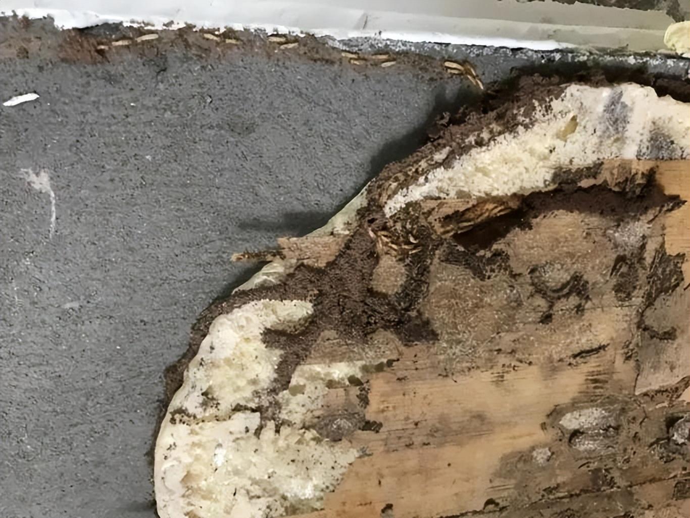 房地产白蚁防治收费标准_防治局房地产白蚁管理办法最新_房地产管理局白蚁防治所