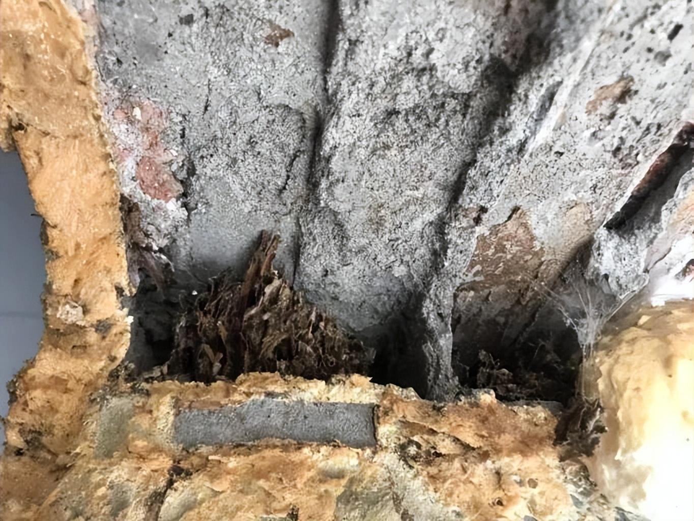 房地产白蚁防治收费标准_防治局房地产白蚁管理办法最新_房地产管理局白蚁防治所