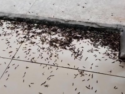 达州市房地产事务中心白蚁防治科受理辖区内灭蚁