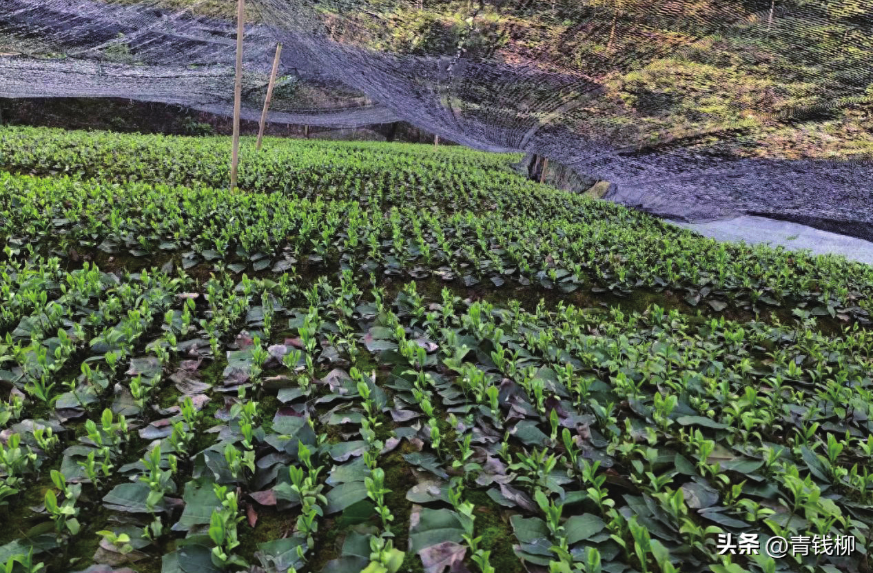 安吉白茶茶的功效_白茶安吉白茶_安吉白茶 茶苗