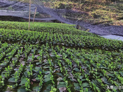 茶树短穗扦插育苗的趋势和方向有哪些？茶树母本