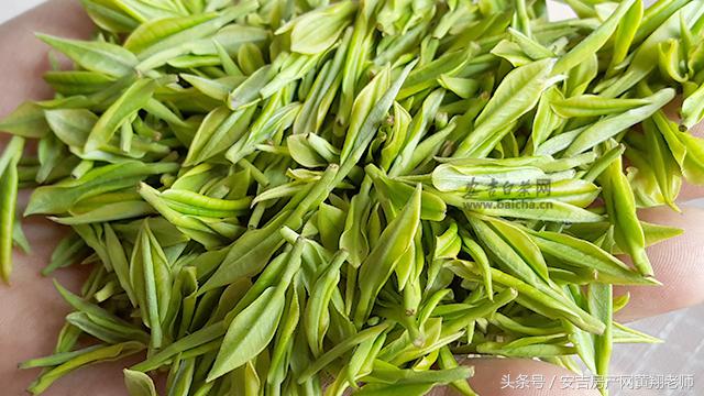 安吉白茶 泡_泡安吉白茶用什么杯子_泡安吉白茶的水温度多少最好