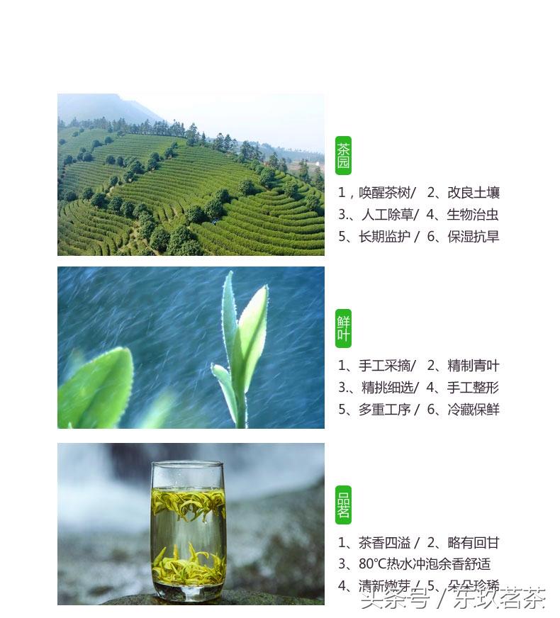 泡安吉白茶用什么杯子_泡安吉白茶的正确方法_安吉白茶 泡