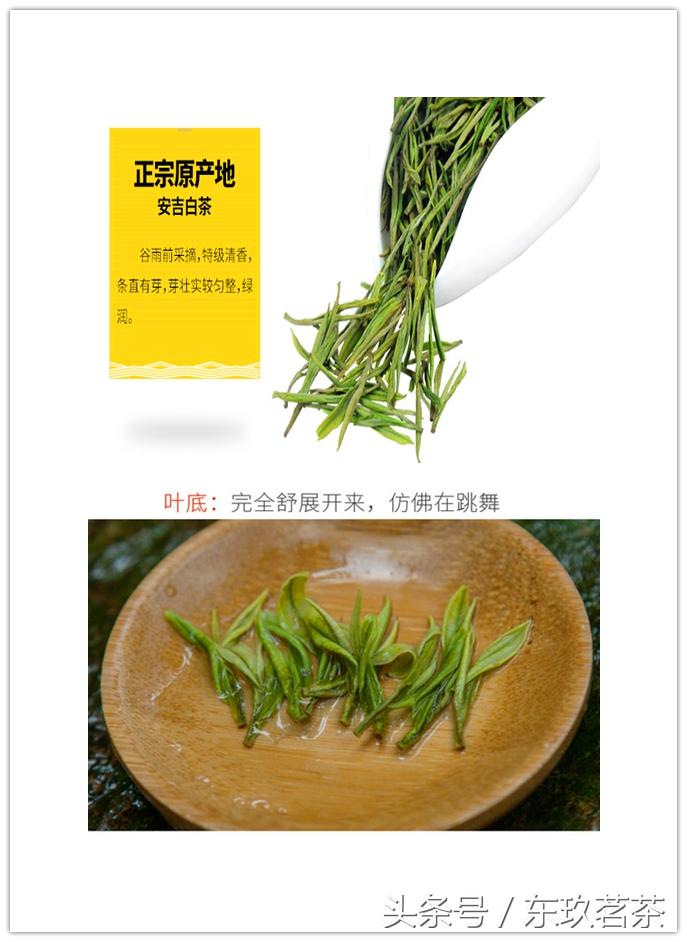 泡安吉白茶的正确方法_安吉白茶 泡_泡安吉白茶用什么杯子