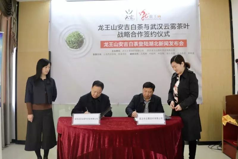 黄金茶安吉特产_黄金茶安吉白茶_安吉黄金茶