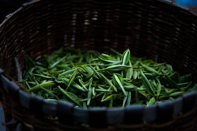 泡安吉白茶的水温是多少_泡安吉白茶需要洗茶吗_安吉白茶 泡