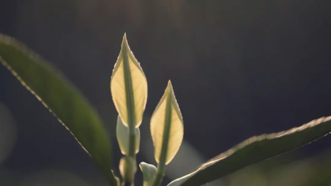 泡安吉白茶需要洗茶吗_泡安吉白茶的水温度多少最好_安吉白茶 泡