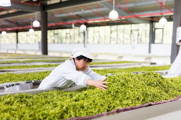 泡安吉白茶的水温度多少最好_安吉白茶 泡_泡安吉白茶需要洗茶吗