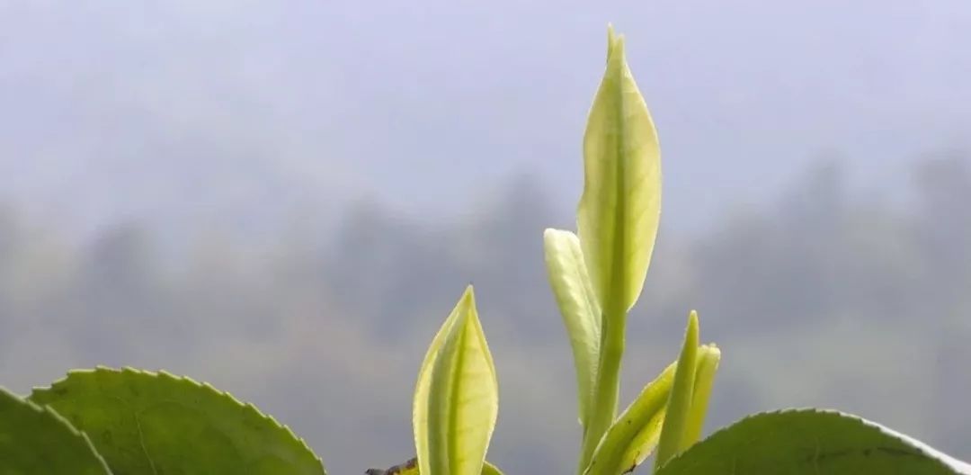 安吉白茶 泡_泡安吉白茶的水温度多少最好_泡安吉白茶需要洗茶吗