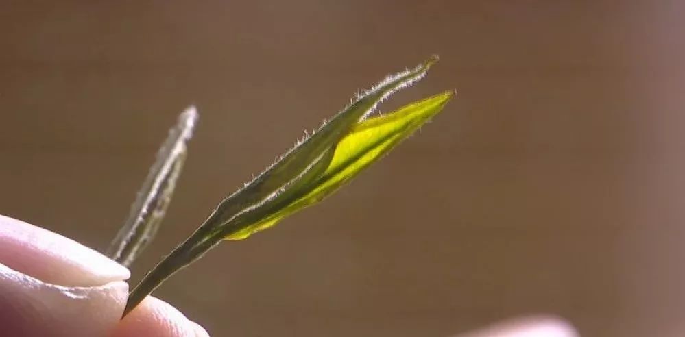 泡安吉白茶需要洗茶吗_安吉白茶 泡_泡安吉白茶的水温度多少最好