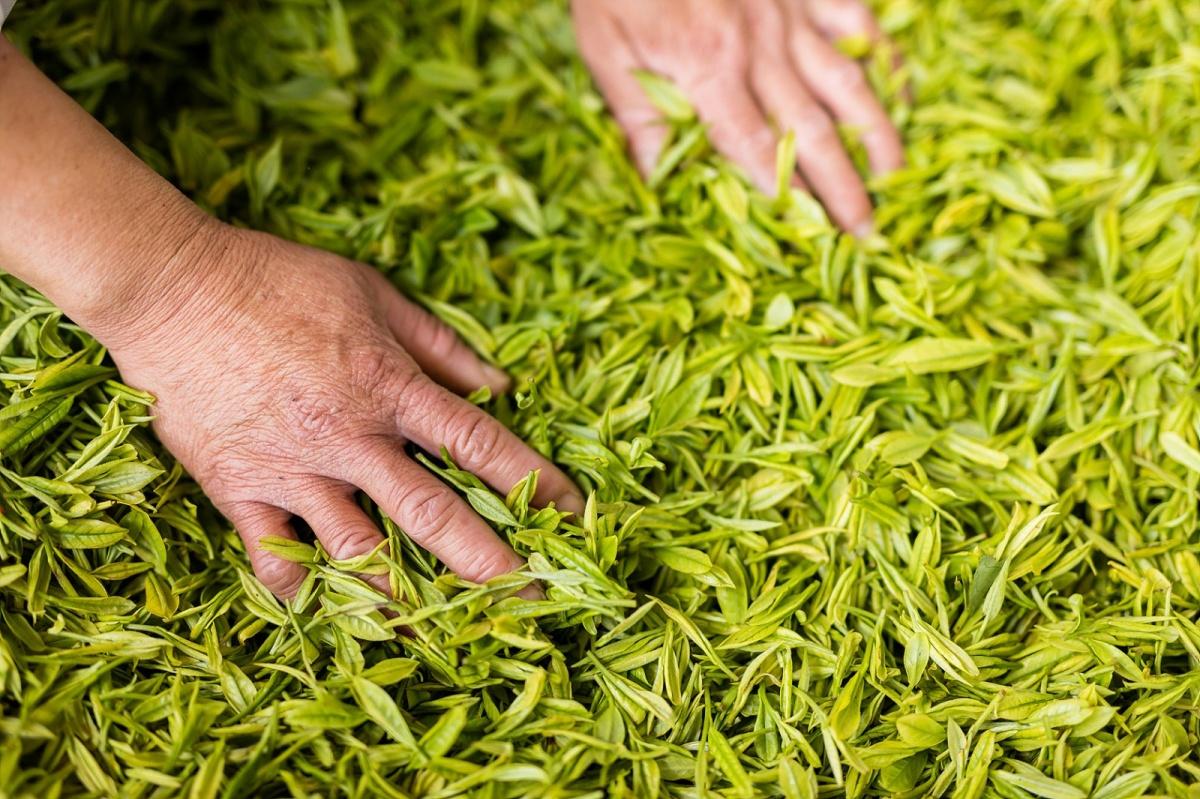 泡安吉白茶需要洗茶吗_泡安吉白茶的水温度多少最好_安吉白茶 泡