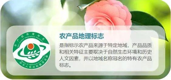 安吉白茶 泡_泡安吉白茶需要洗茶吗_泡安吉白茶的水温度多少最好