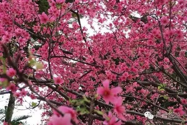 南宁飞机场到南宁安吉汽车站_南宁安吉站机场大巴_南宁机场到南宁安吉车站地铁