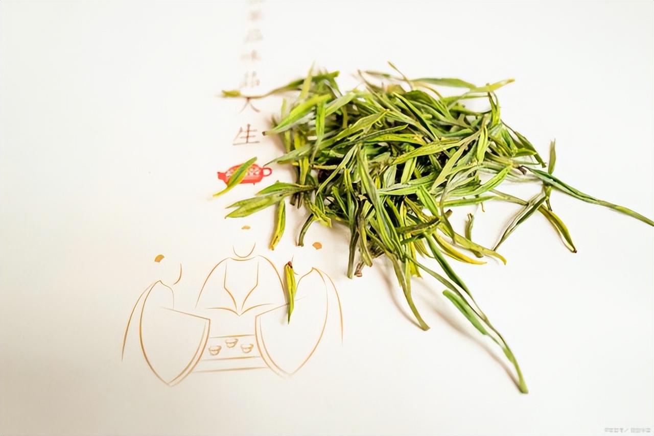 安吉白茶 泡_泡安吉白茶的水温是多少_泡安吉白茶用什么杯子