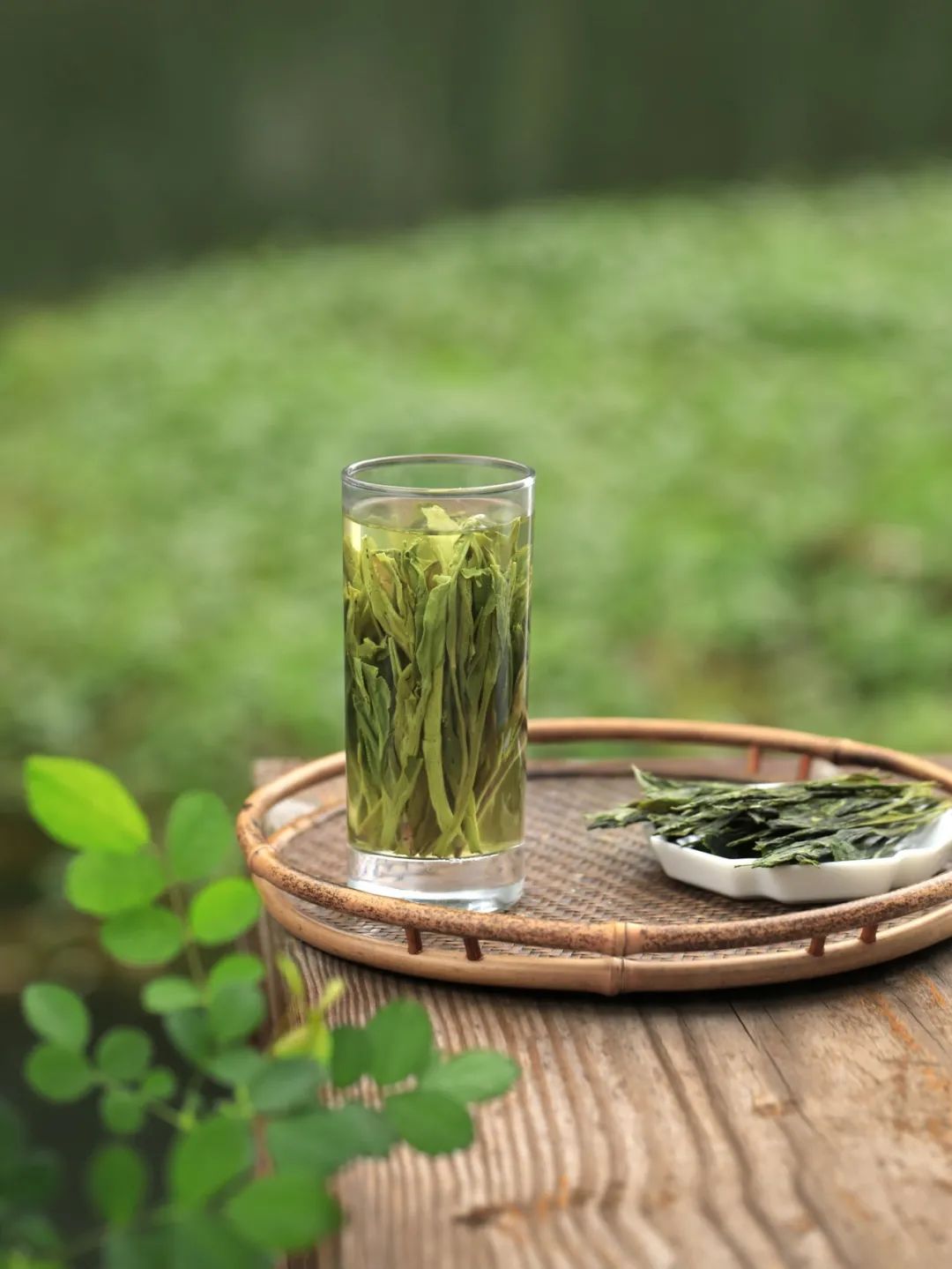 安吉白茶龙井_西湖龙井和安吉白茶哪个好喝_安吉白茶和西湖龙井