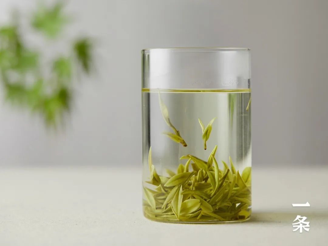 安吉白茶和西湖龙井_西湖龙井和安吉白茶哪个好喝_安吉白茶龙井