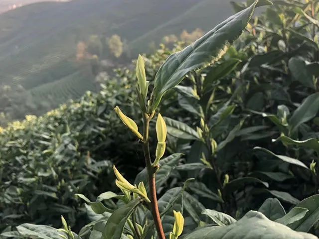 安吉白茶和西湖龙井_安吉白茶龙井_西湖龙井和安吉白茶哪个好喝