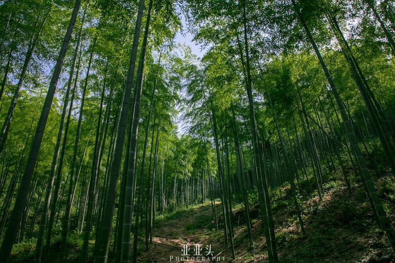 2020年安吉免门票的景点_安吉旅游免费的景点_安吉旅游景点免费开放
