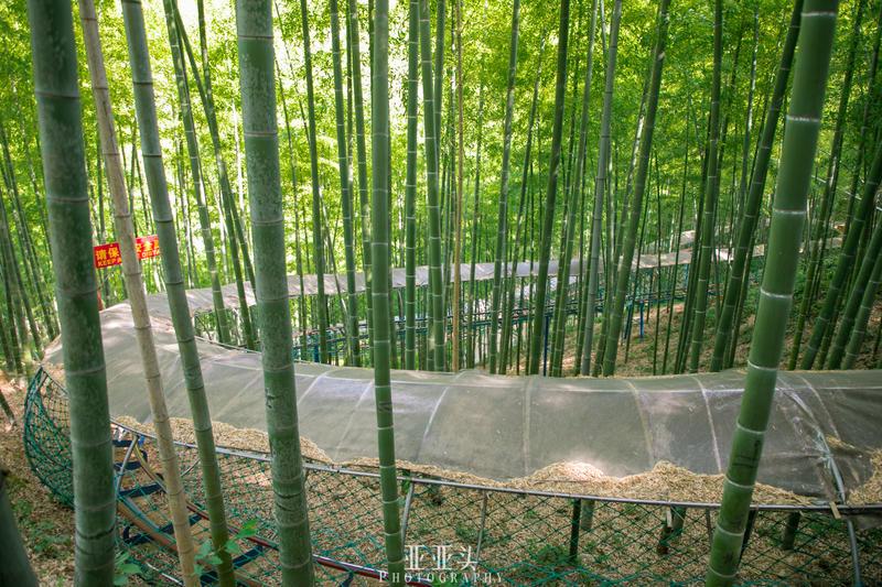 2020年安吉免门票的景点_安吉旅游景点免费开放_安吉旅游免费的景点