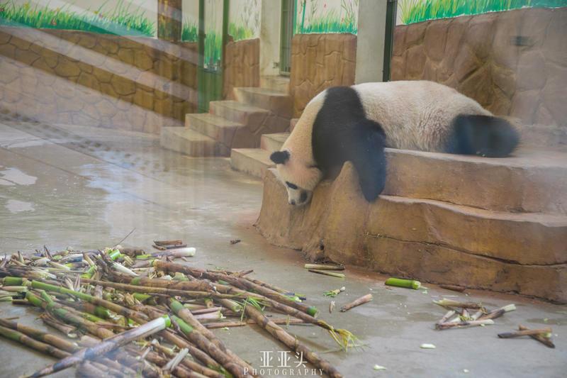 2020年安吉免门票的景点_安吉旅游景点免费开放_安吉旅游免费的景点