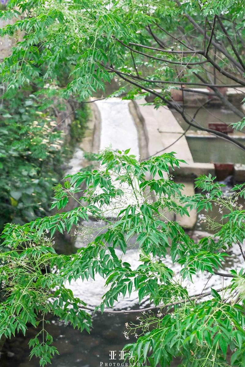 2020年安吉免门票的景点_安吉旅游免费的景点_安吉旅游景点免费开放
