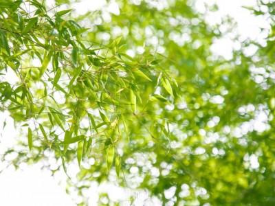 疫情期间零感染！医护人员免费！这个初夏，安吉竹林等你来纳凉