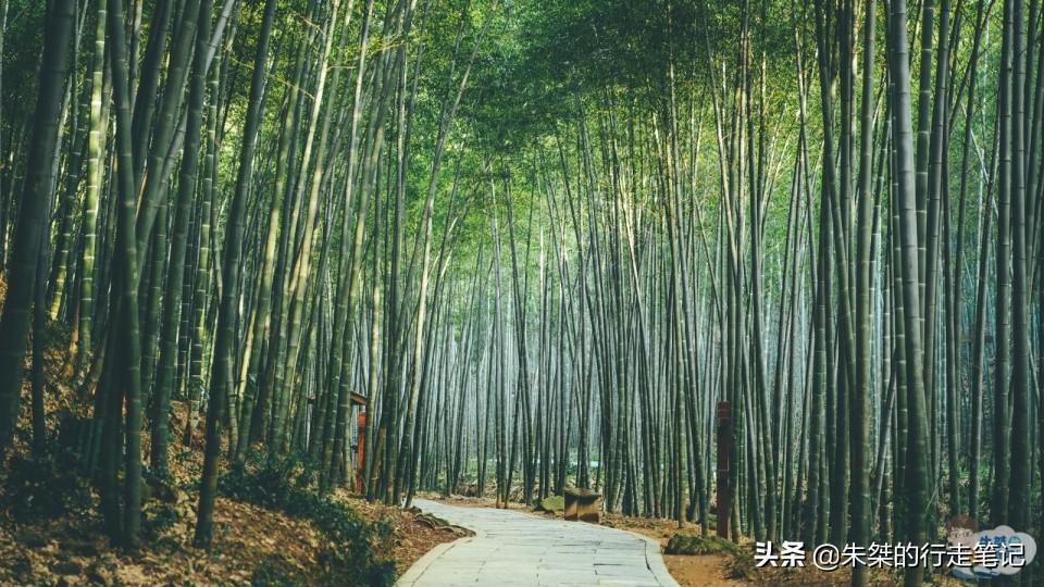 安吉竹海风景区门票多少钱_安吉竹海营业时间_安吉大竹海景区