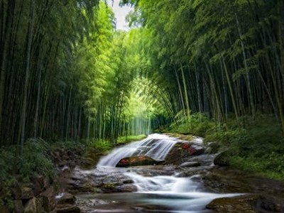 逃离喧嚣，探寻十大竹海的宁静与秘密，开启探险之旅