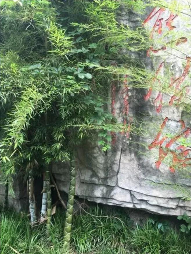 浙江安吉风景名胜区龙王山_安吉龙王山风景区_安吉龙王山旅游攻略