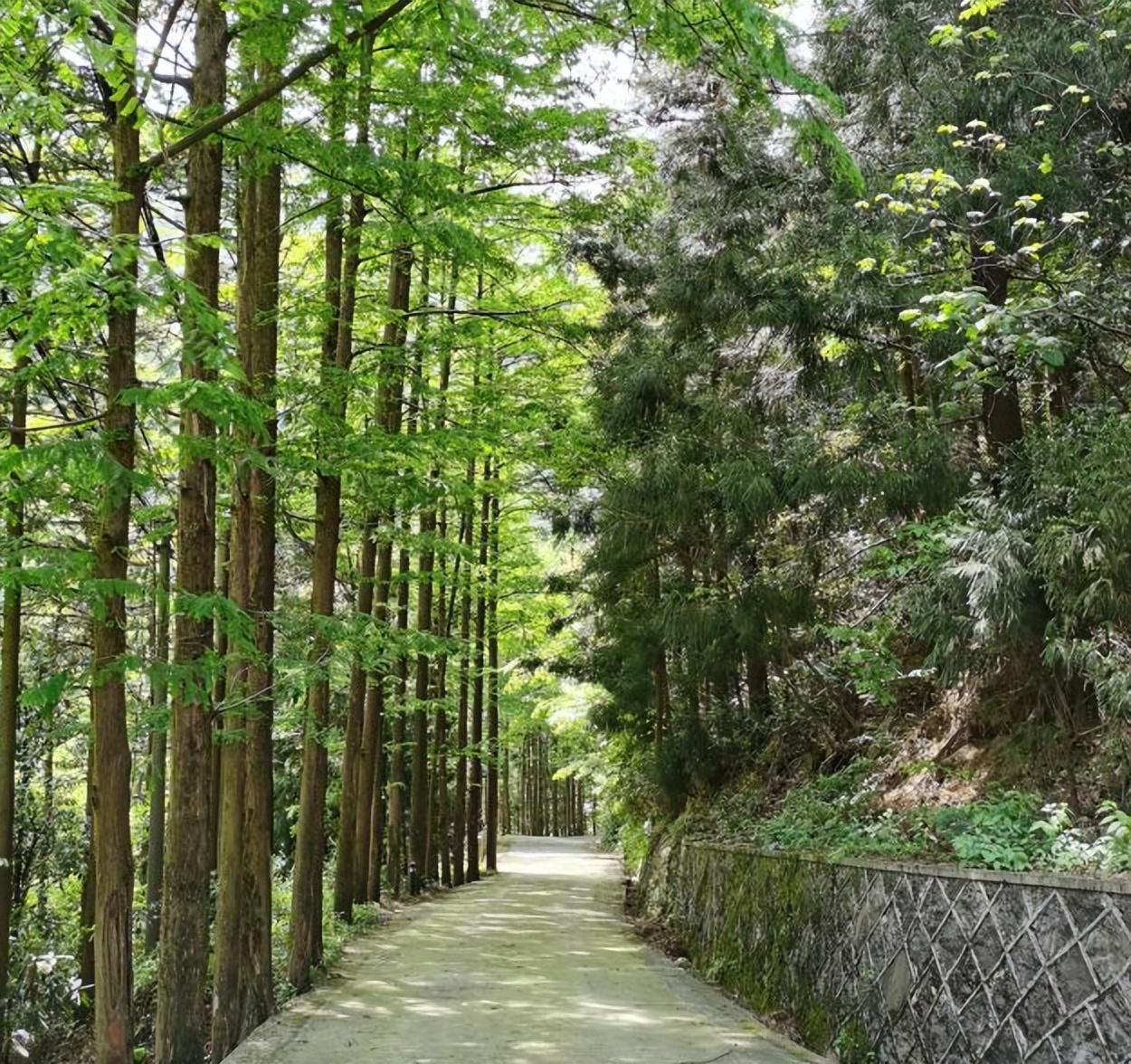 安吉龙王山门票价格_安吉龙王山风景区_安吉龙王山徒步路线