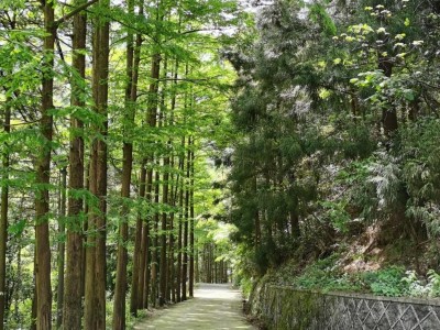 浙江、安徽交界的低调神话名山，拥有两省特色，龙王九景引人入胜