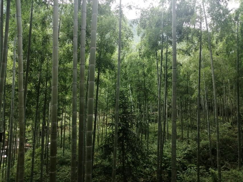 安吉大竹海景区_安吉竹海好玩吗_安吉竹海视频
