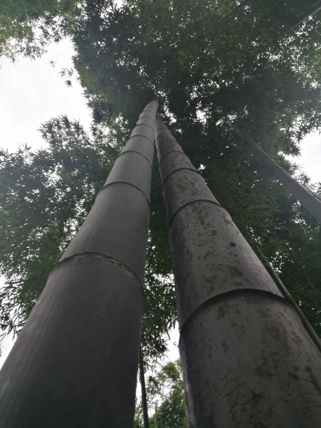 安吉竹海视频_安吉竹海好玩吗_安吉大竹海景区