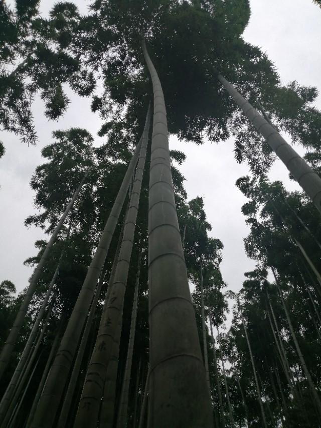 安吉竹海好玩吗_安吉大竹海景区_安吉竹海视频