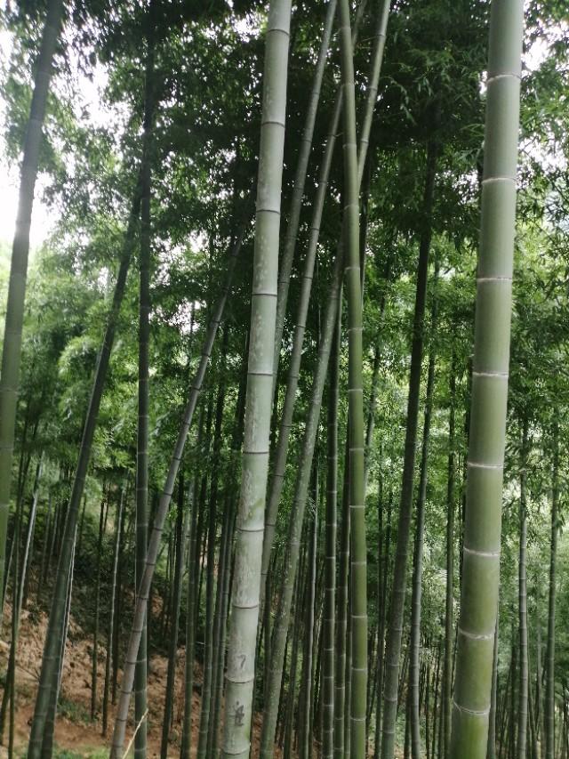 安吉竹海视频_安吉竹海好玩吗_安吉大竹海景区