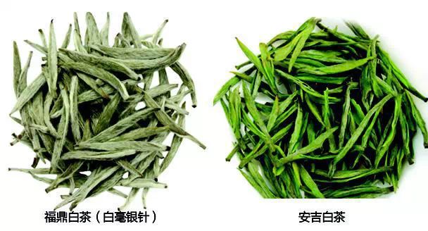 说说安吉白茶的功效_安吉白茶保健功效_安吉白茶功效与作用