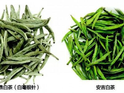 小学一年级数学题难倒研究生，福鼎白茶和安吉白茶有何差别？