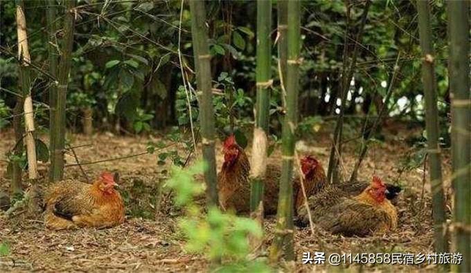 安吉农家乐旅游_安吉农家乐旅游攻略二日游_安吉农家乐多少钱一天