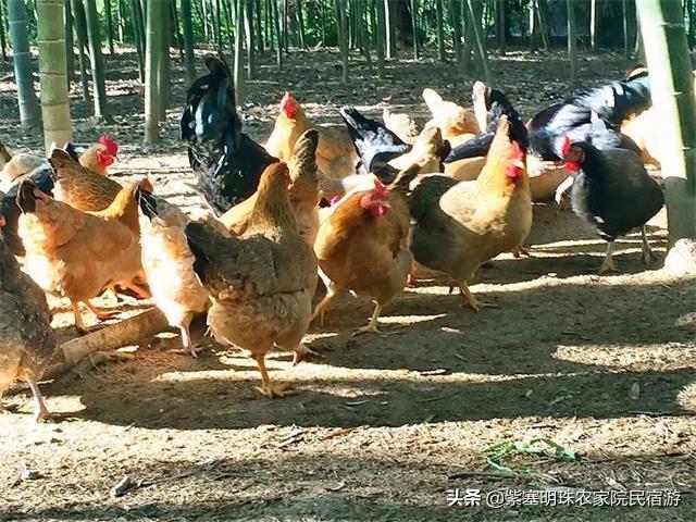 安吉农家乐多少钱一天_安吉农家乐旅游_安吉农家乐二日游