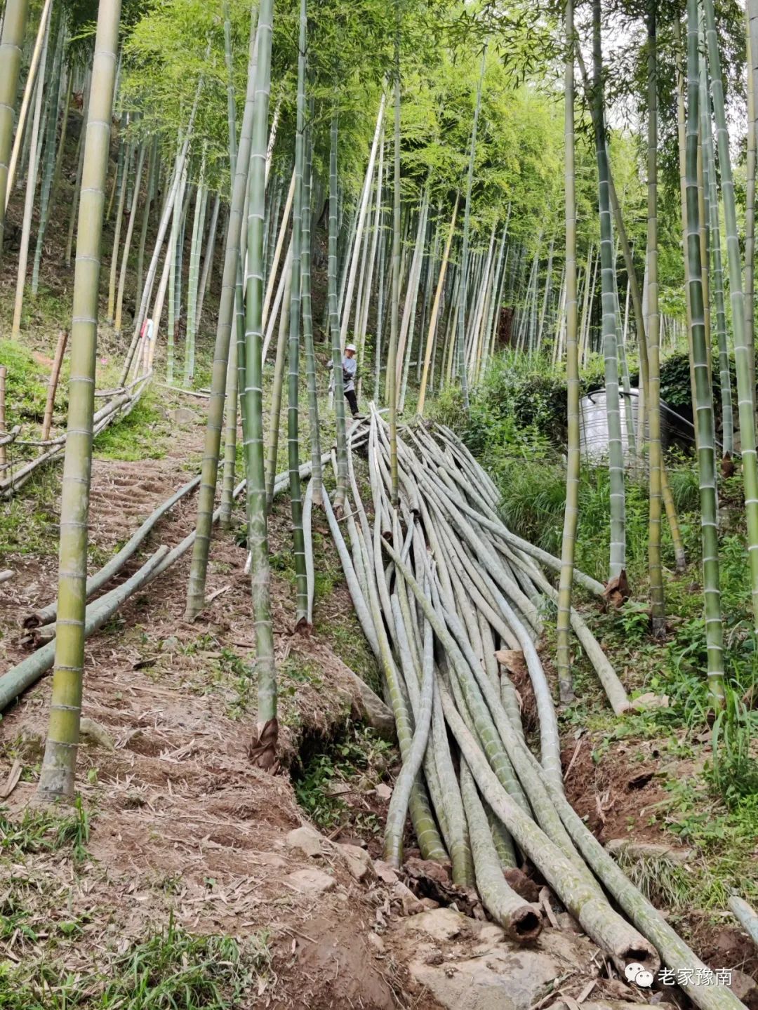 安吉山顶民宿_安吉山野农家乐_安吉 山顶农家乐