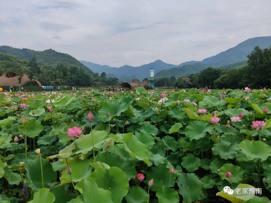 安吉山顶民宿_安吉 山顶农家乐_安吉山野农家乐