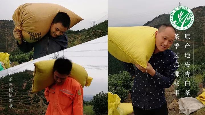 安吉溪龙白茶价格_安吉溪龙白茶_安吉白茶溪龙产区