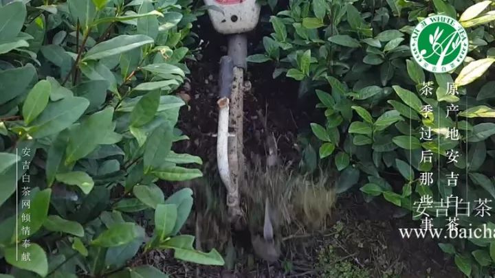 安吉白茶溪龙产区_安吉溪龙白茶价格_安吉溪龙白茶